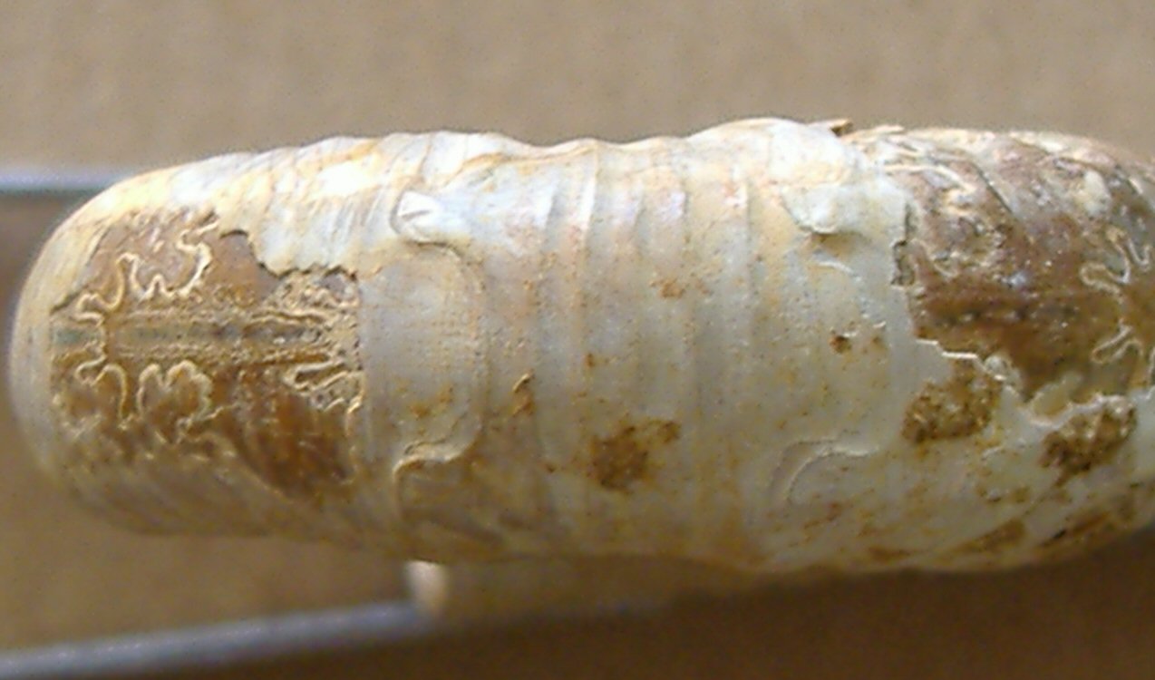 AMMONITE 1